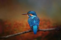Photographie d'un oiseau de glace dans un paysage d'automne