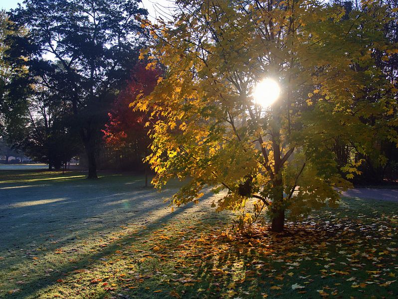 Raureif 8 von Edgar Schermaul