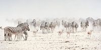 troupeau de zèbres sur le plateau salé d'Etosha