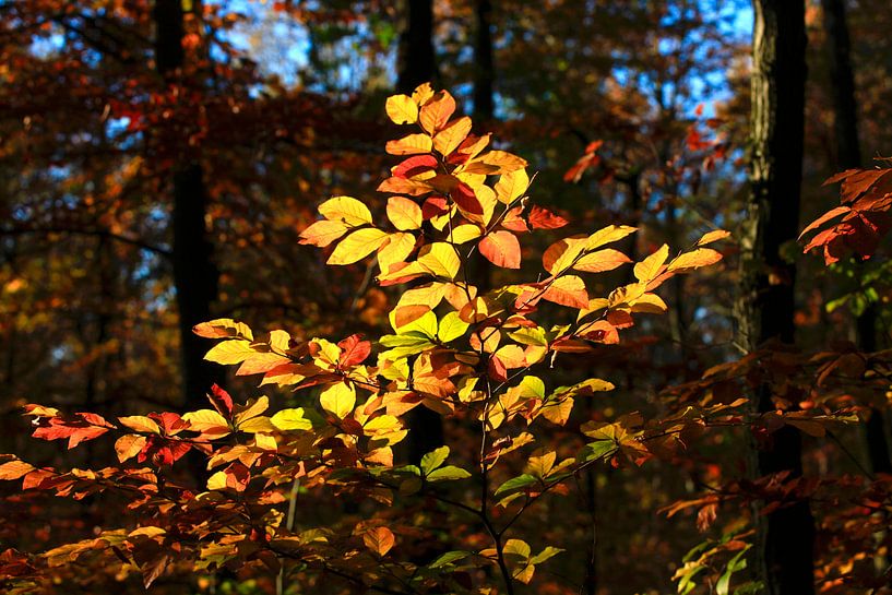 Buche von Thomas Jäger