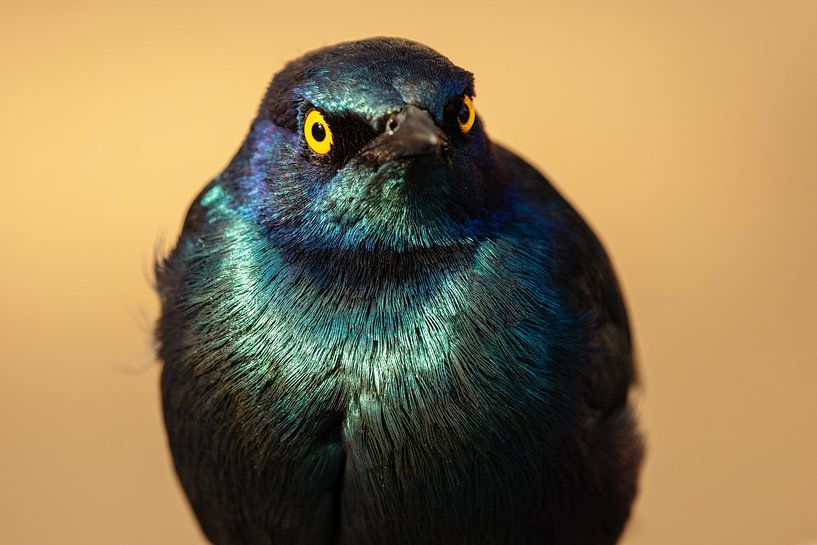 blue eared starling portrait par Meleah Fotografie