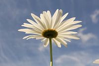 un gros plan d'une marguerite en fleurs et un ciel bleu à l'arrière-plan