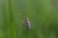 Macro photo of a beetle in the grass