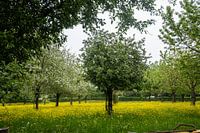 Frühlingsbäume im Rasen voller Butterblumen