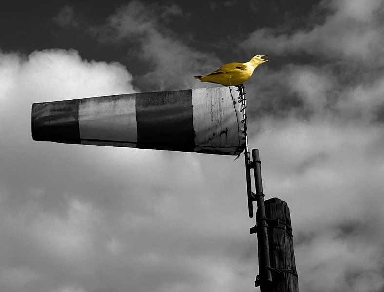 I hear you by Daphne Depassé