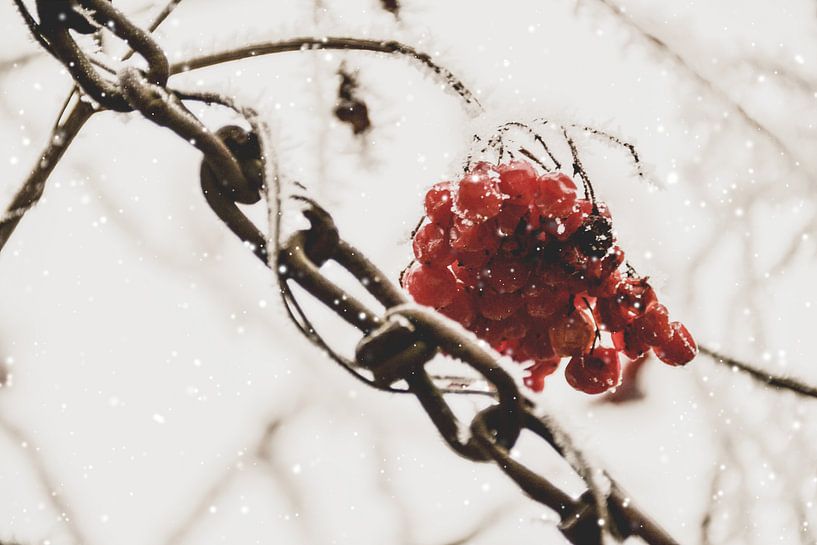 Snow chains by Christine Nöhmeier