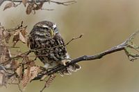 Little owl on branch of hornbeam