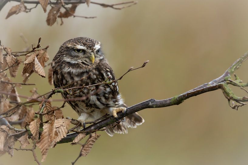 Little owl on branch of hornbeam by Ria van den Broeke