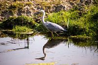 Le héron bleu en garde
