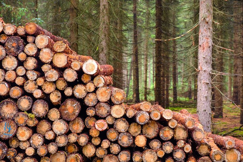 Contrast by Arjen Roos