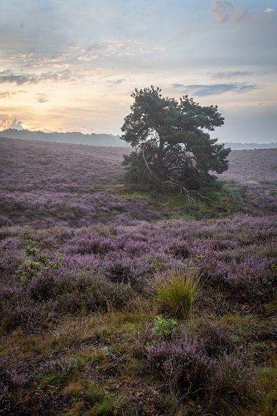 Posbank 5 von Jaap Tempelman