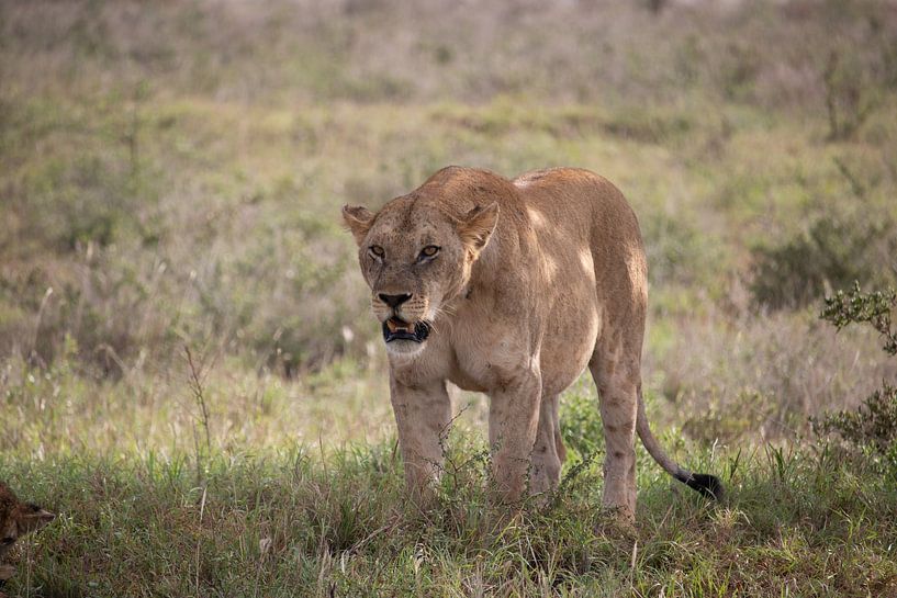 Lowin dans l&#039;herbe par Fotos by Jan Wehnert
