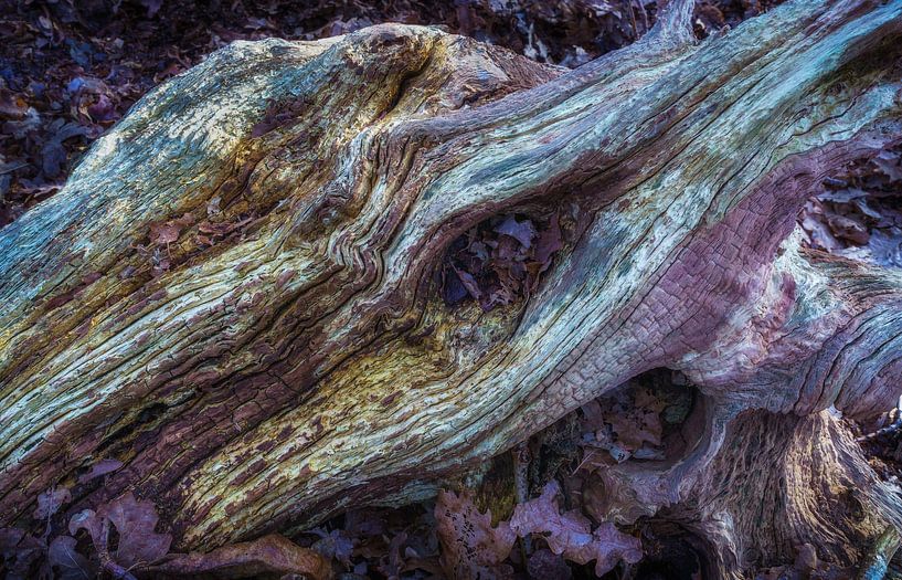 Aufregung im Wald von Eugene Winthagen