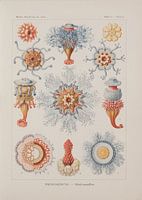 Discomedusae, Kunstformen der Natur, E.Haeckel, 1904 - Collection Teylers Museum