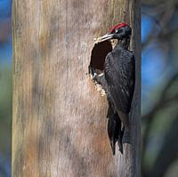 Schwarzspecht mit Spreu im Schnabel