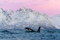Orque dans la lumière rose magique de la Norvège.