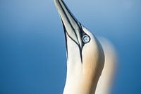 Jan van Gent, Portrait