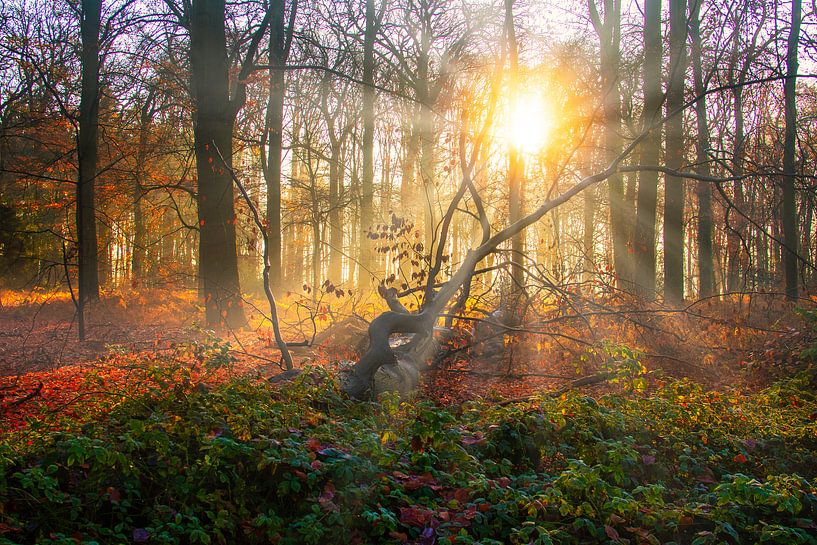 Sonnenaufgang in einem Herbstwald von Lens Design Studio