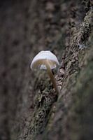 Mushroom at high altitude