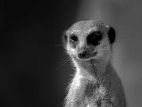 Meerkat