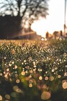 Ein goldgelber Morgen zwischen den Grashalmen.