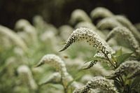 Die Nasen auf die gleiche Art und Weise