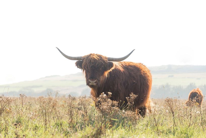 Scottish Highlander in autumn by Ans Bastiaanssen