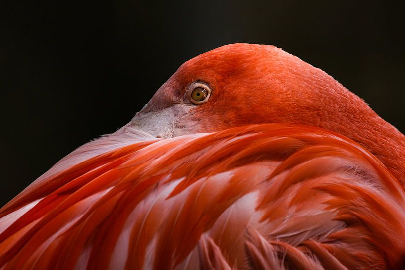 Flamingo von Bart van Dinten