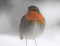 robin in the snow