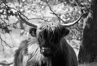 Schottischer Hochlandbewohner