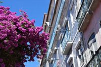 Façades en tuiles colorées à Lisbonne, Portugal