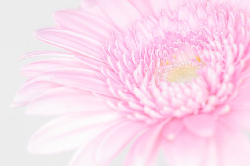 &quot;High key&quot; flower color 4 by Albert Mendelewski