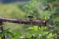 Organiste à couronne jaune