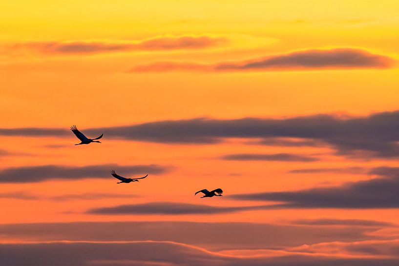 Crane birds flying in a sunset during autumn migration  by Sjoerd van der Wal Photography