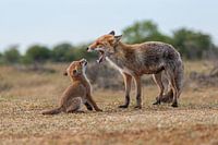 Renard avec son petit