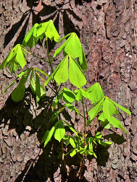 Grüntöne 6 von Edgar Schermaul