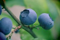 Blueberries on the bush