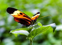 Colourful butterfly on leaf