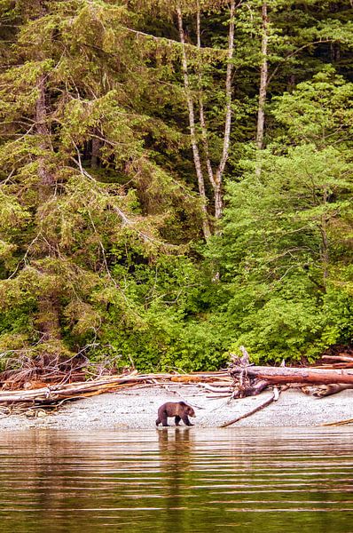 Grizzly bear on Vancouver Island in Canada by Corno van den Berg
