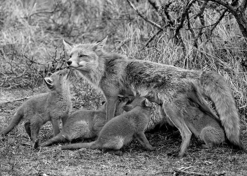 Mother fox gives her cubs a drink by Patrick van Bakkum