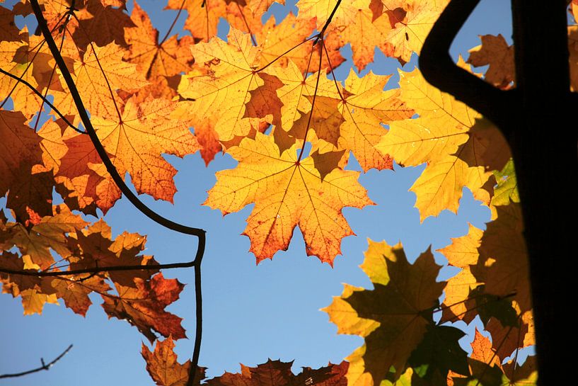 Maple by Thomas Jäger