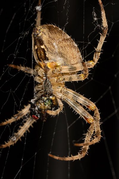Spider (Araneae) who just caught a fly by Joost Adriaanse