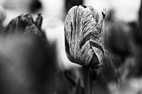 Tulip in Black & White - 2017