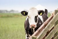 Kuh auf der Wiese am Zaun