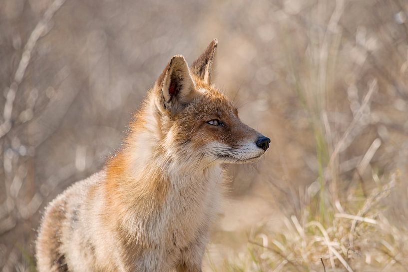 Red Fox In The Dunes by Ingrid Leegte