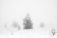 'WINTER' ,trees in the fog. Black-and-white photography.