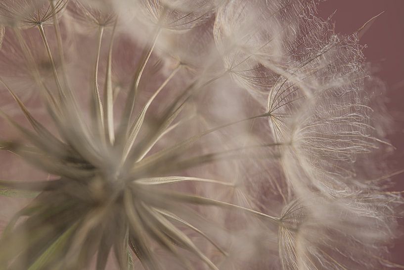 Dreamy mood: The fluff of a morning star by Marjolijn van den Berg