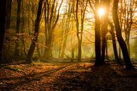 Sonnenlicht im Herbstwald 