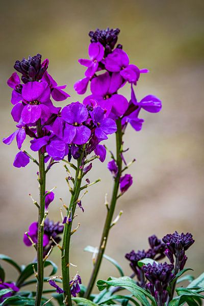 Printemps, fleurs violettes Été Violet par By Marjolein Design
