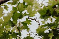 Small among the big green